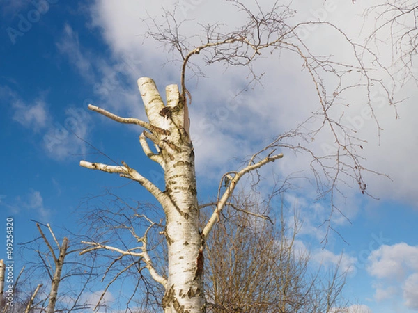 Fototapeta ścięta brzoza