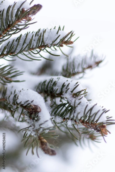 Obraz Branches de sapin