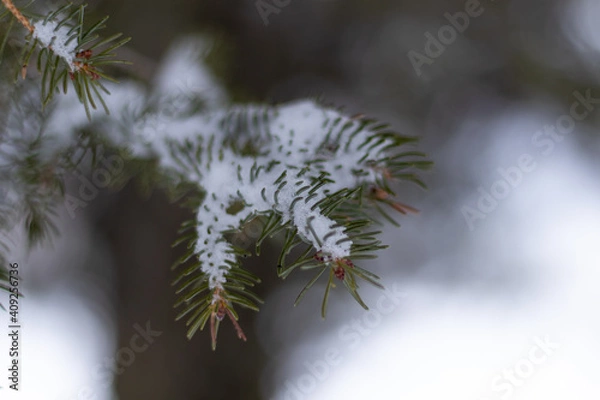 Obraz Branches de sapin