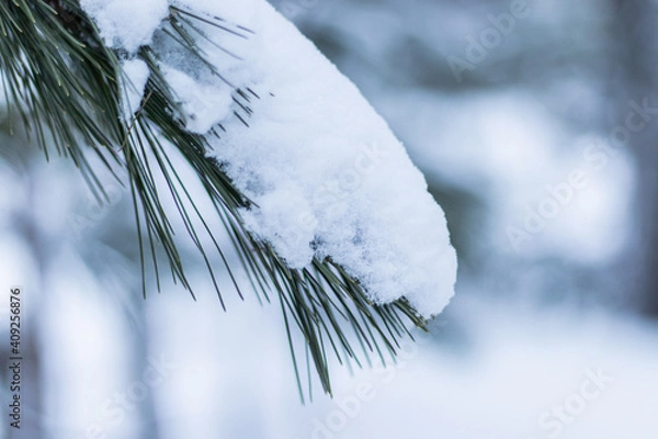 Obraz Branches de pin