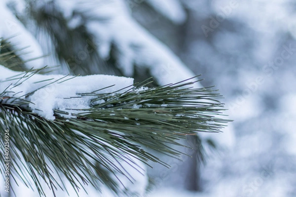 Obraz Branches de pin