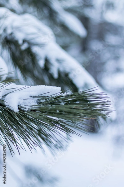 Obraz Branches de pin