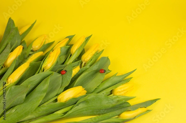 Fototapeta Yellow tulips. Bouquet on a yellow background. postcard on March 8, mother's day, birthday. space for the text.