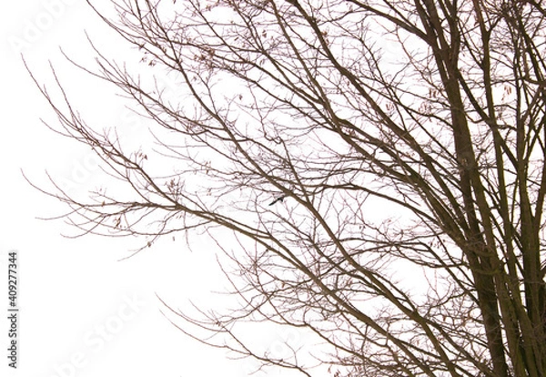 Fototapeta Bare tree branches on a pale white background