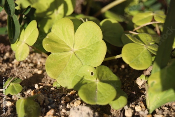 Obraz wild strawberry plant