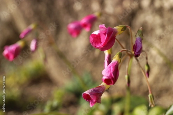 Obraz pink orchid flower