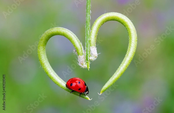 Fototapeta from nature ladybug