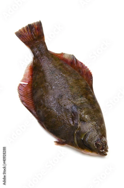 Obraz マコガレイ