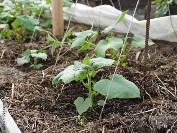 Fototapeta A young sprout of a cucumber in a high bed, mulched with manure in a vegetable garden in spring.