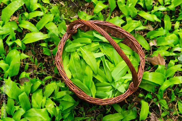 Obraz wild garlic harvesting basket on ramson field