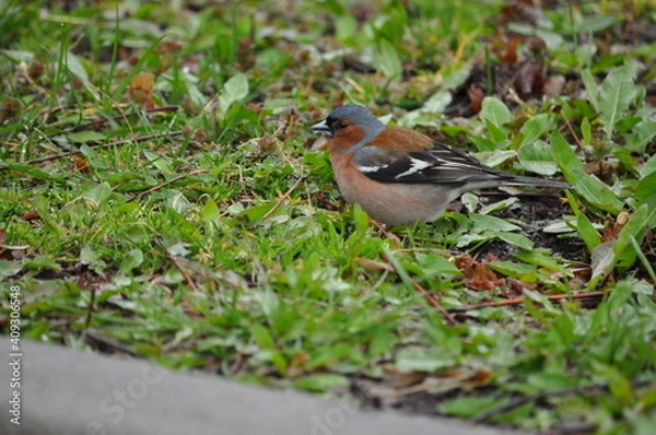 Obraz robin on the grass