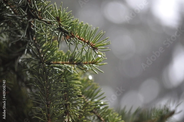 Obraz branches of a pine