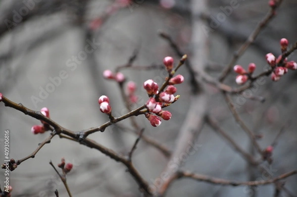Obraz red berries on snow