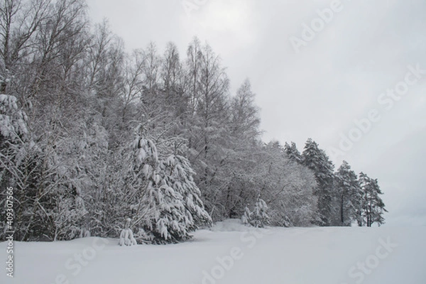 Obraz Edge of the Snowy Forest