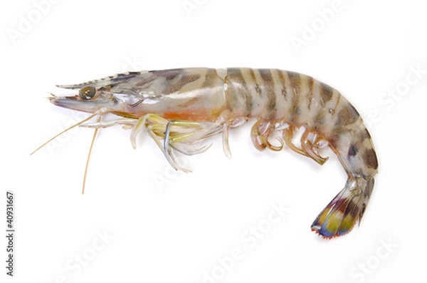 Fototapeta クルマエビ