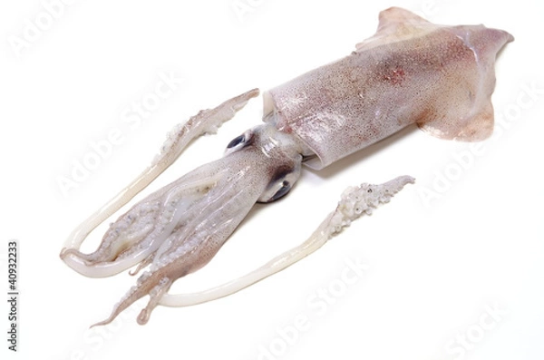 Fototapeta アカイカ