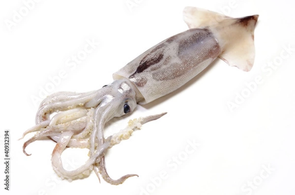 Fototapeta スルメイカ