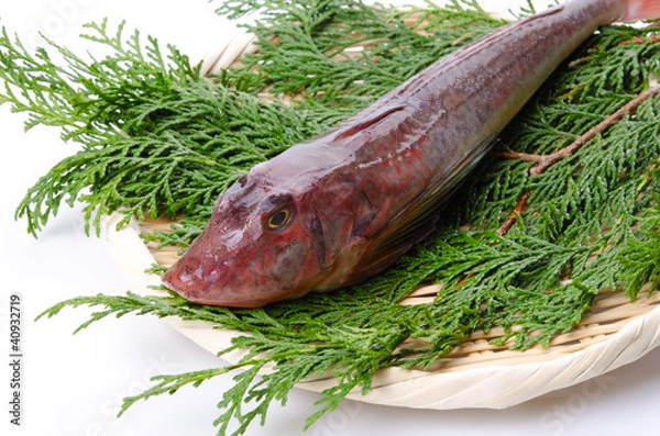 Fototapeta ホウボウ