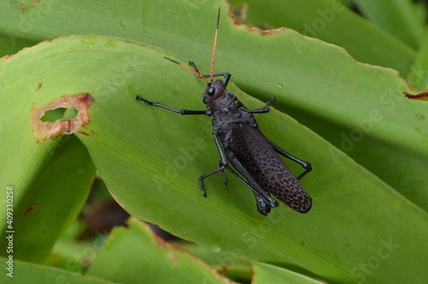 Obraz Saltamontes- chapulines