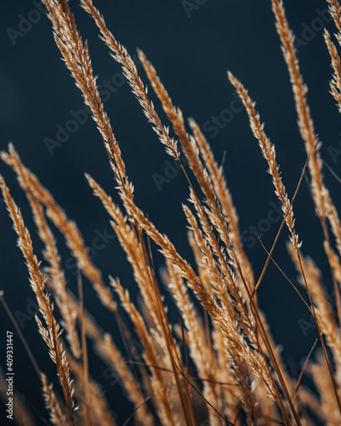 Obraz Orange grass in a mountain field