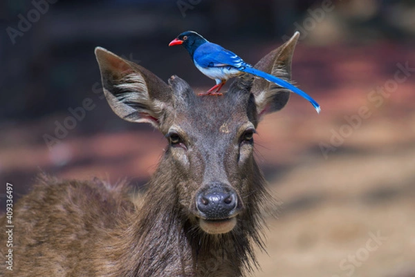Fototapeta Blue magpie on the head of a deer.