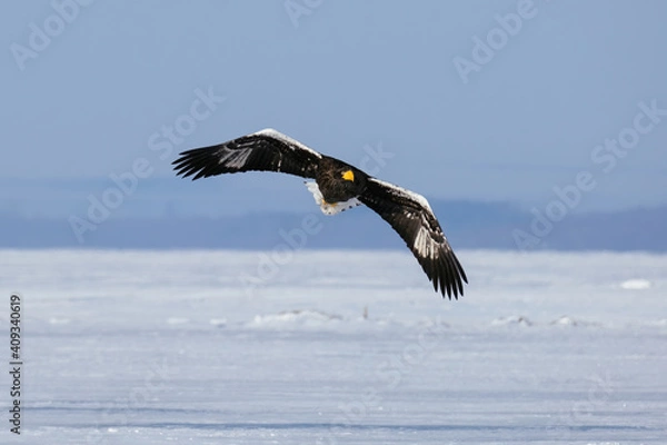 Fototapeta オオワシ