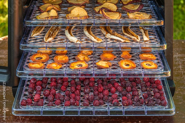 Obraz Dried fruit inside a home electric dehydrator