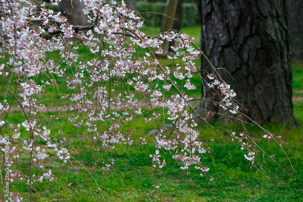 Obraz しだれ桜と松の木