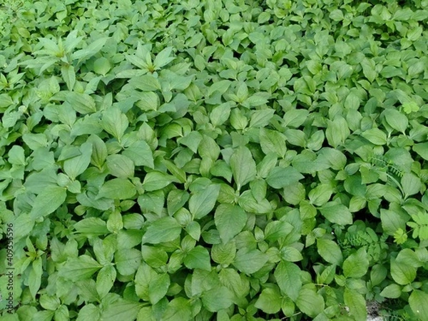 Obraz Wild plants (Cornus canadensis L) that grow in the yard