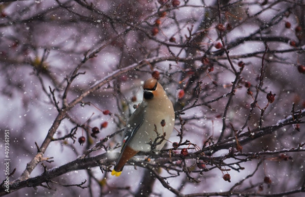 Obraz Jaseur Boréal sous la neige