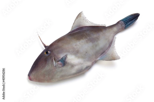 Fototapeta ウマヅラハギ