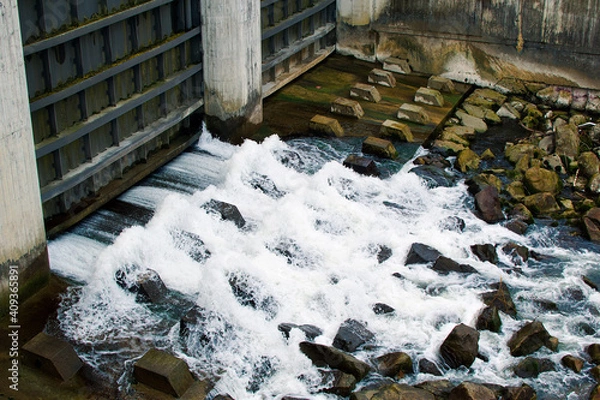 Obraz stone wall covered with leaves
