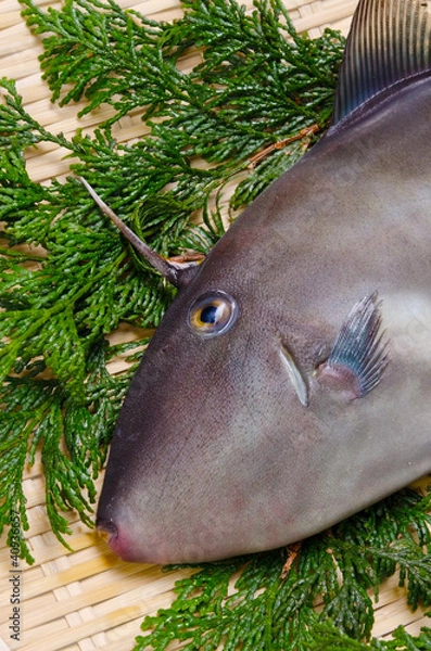 Fototapeta ウマヅラハギ