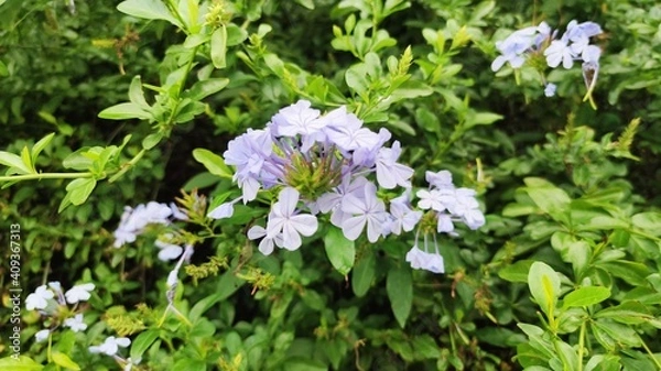 Obraz forget me not flowers