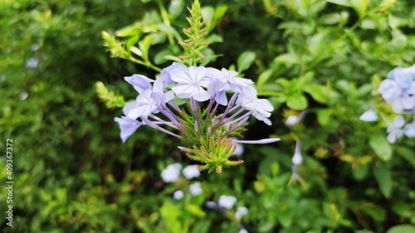 Obraz forget me not flower