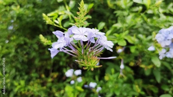 Obraz forget me not flowers