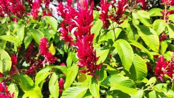 Obraz plants and flowers 