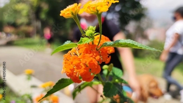 Obraz flower in the garden