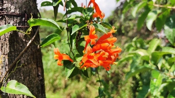 Obraz wild strawberry plant