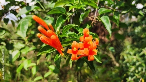 Obraz orange and flower