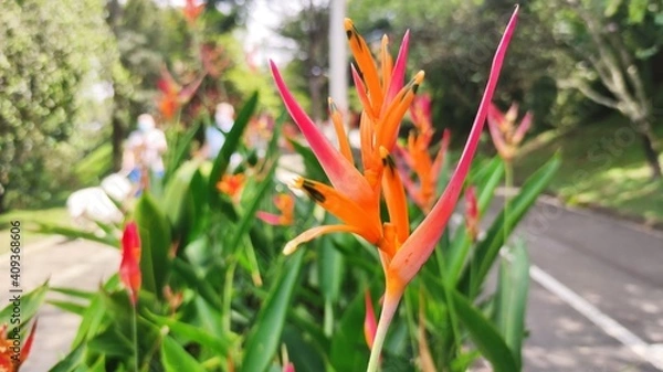 Obraz red and yellow flowers