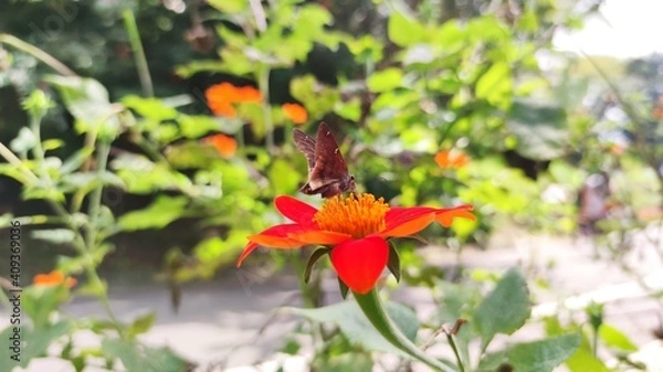 Obraz butterfly on flower