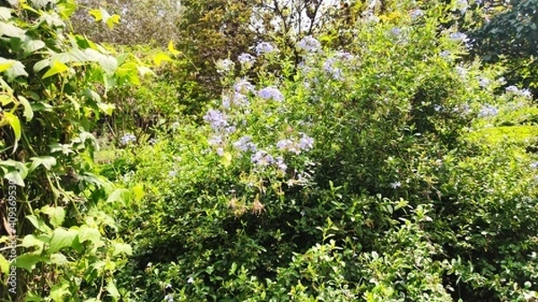 Obraz green grass background