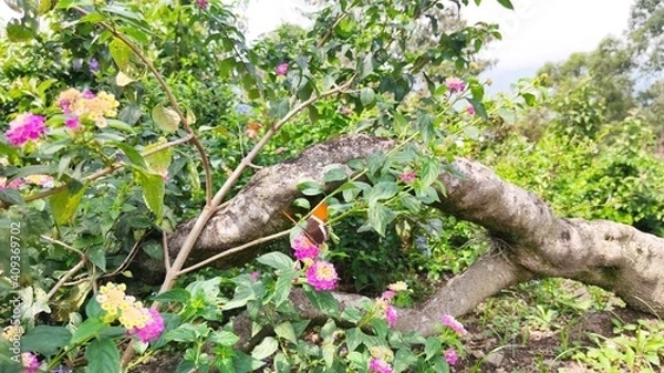 Obraz tree in the garden