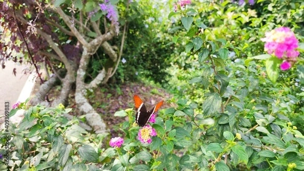 Obraz butterfly on the flowers