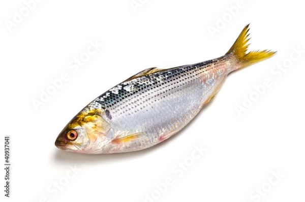 Fototapeta コノシロ