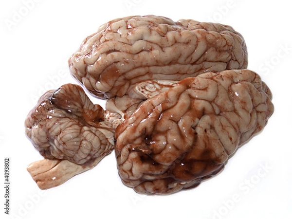 Obraz Brain