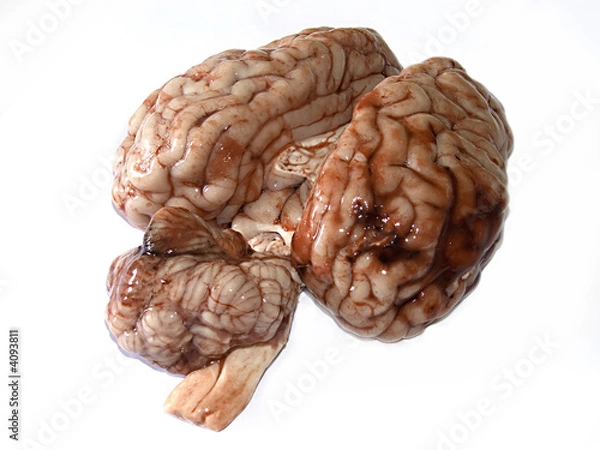 Obraz Brain