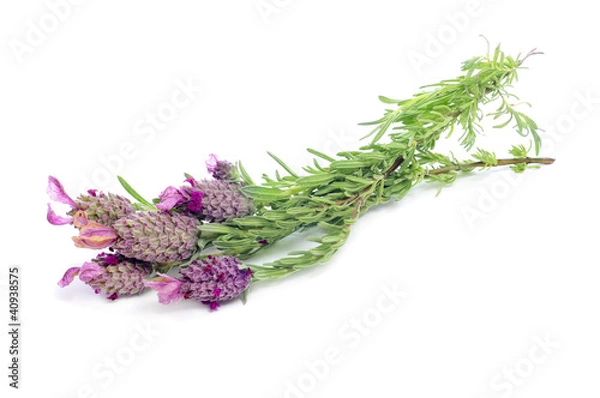 Obraz Lavandula stoechas, Spanish lavender