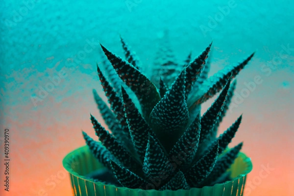 Fototapeta cactus in a pot